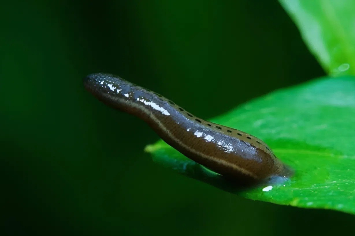 Chay mau keo dai, phat hien sinh vat khong ngo song trong mui hinh anh