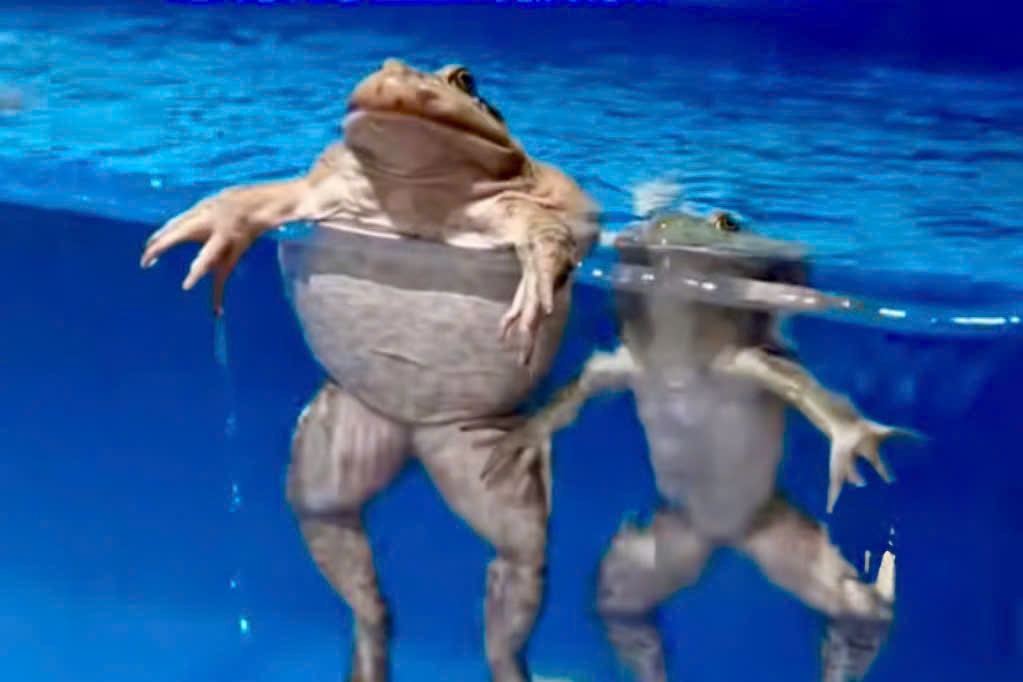 Nhiem ky sinh trung nang sau khi nuot 8 con ech song hinh anh