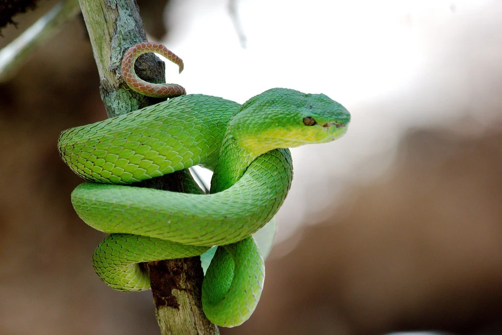 Loai ran doc khet tieng vao mua hoat dong, nhieu nguoi bi tan cong hinh anh