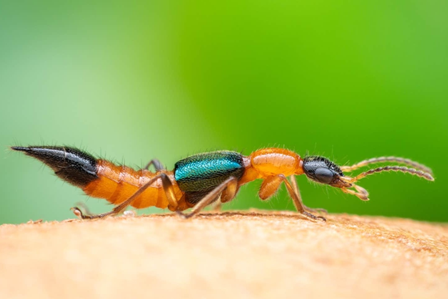 kien ba khoang anh 8