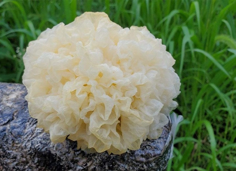 4 mon canh thuoc giup duong am, bao ve phoi hinh anh