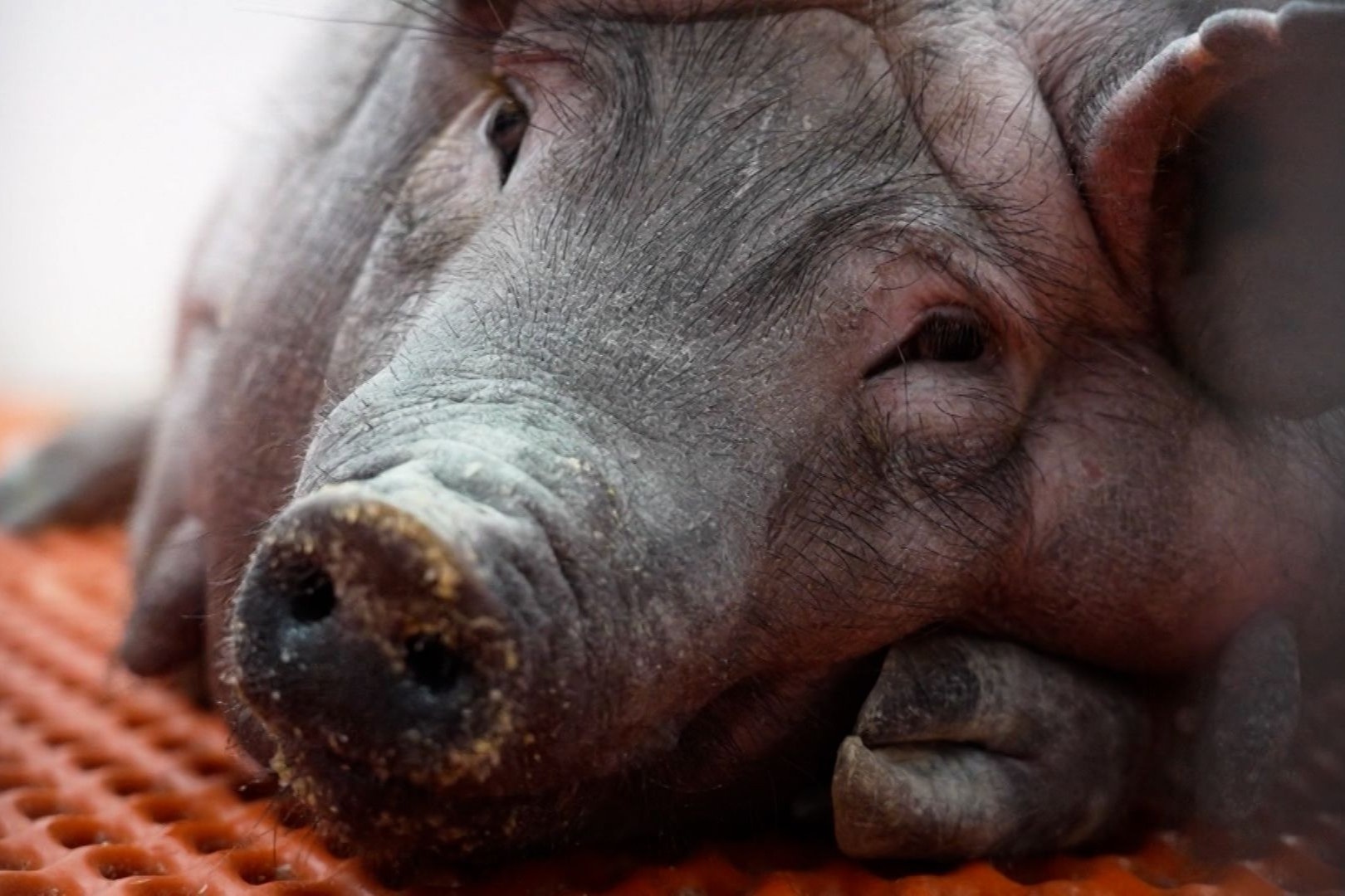 Trung Quoc xay trai lon bien doi gene khong lo phuc vu ghep tang hinh anh