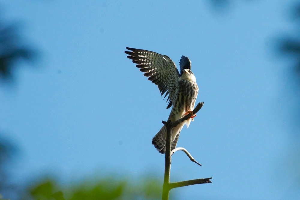Loai chim di cu hiem thay vua ‘ghe tham’ Viet Nam hinh anh