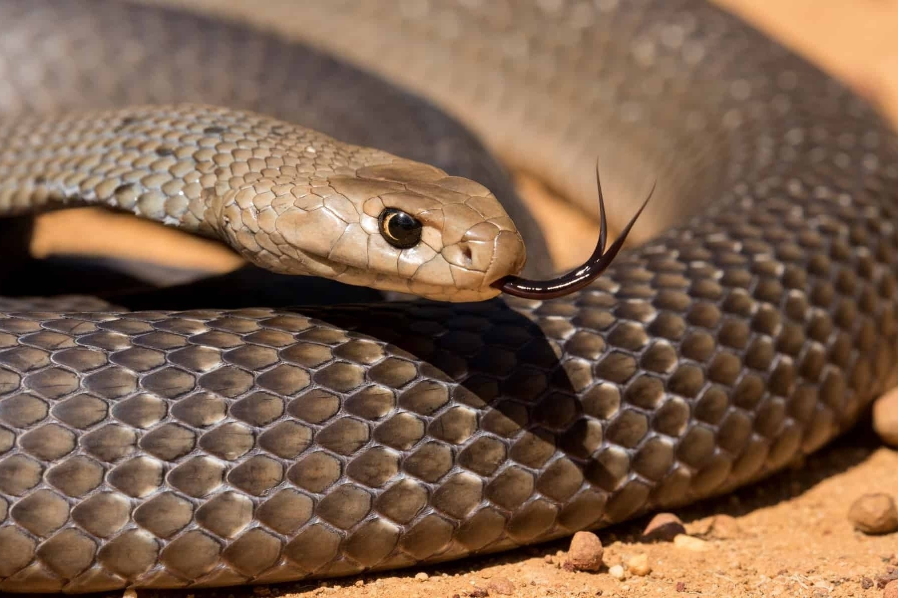 Tho bat ran ke lai giay phut doi mat loai ran cuc doc hinh anh