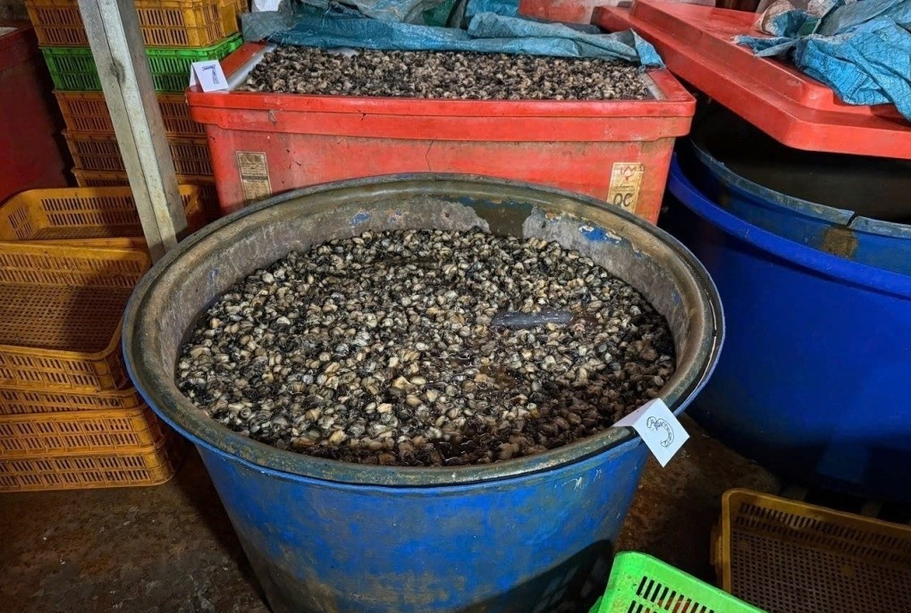 Buon non, kinh hai khi thay thung phuy oc tam hoa chat o TP.HCM hinh anh