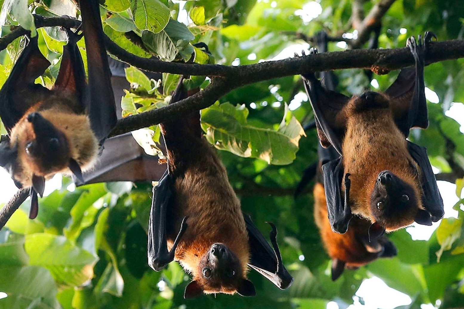 WHO len tieng ve virus Nipah hinh anh