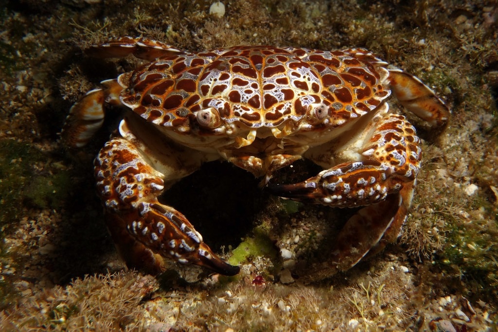 Doc to trong 'cua quy' khien nu vlogger noi tieng tu vong hinh anh