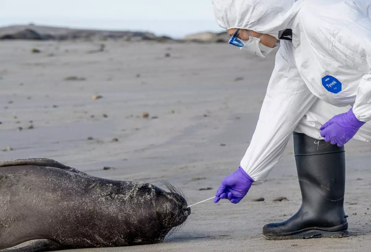 Bang o My phong toa diem ngam hai cau voi vi mam benh nguy hiem hinh anh