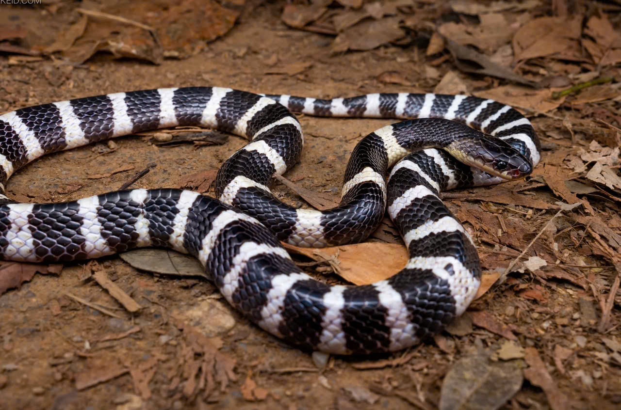 Bi ran cap nia can khi dang ngu tren nen nha, be gai liet toan than hinh anh