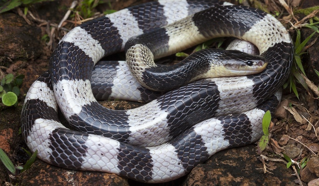 Loai ran doc duoc xep vao top nguy hiem nhat o Viet Nam hinh anh