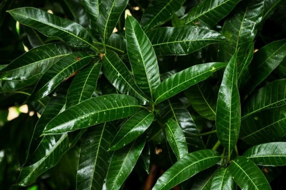 Viet Nam co san mot loai thao duoc quy nhung hay bi ngo lo hinh anh