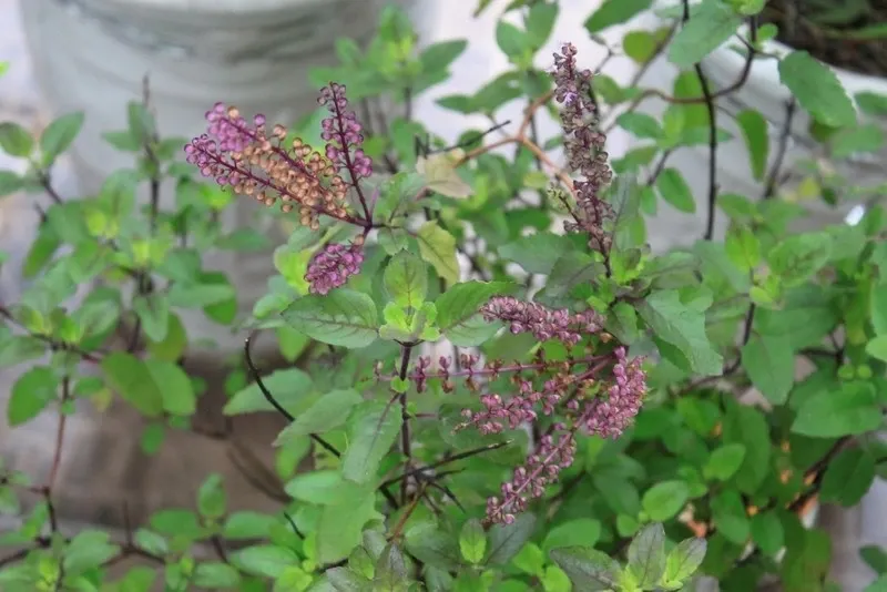 Viet Nam co 'nu hoang thao moc', bo ngang nhan sam, hay trong lam canh hinh anh