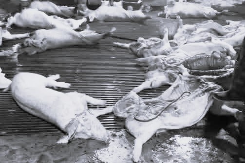 Thu tuong chi dao siet kiem soat giet mo, chan thit ban ra thi truong hinh anh