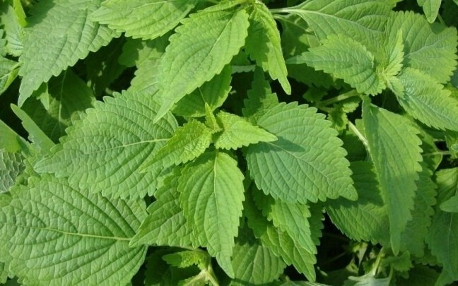 Viet Nam co cay thuoc quy khong cham van moc, bo chang kem nhan sam hinh anh