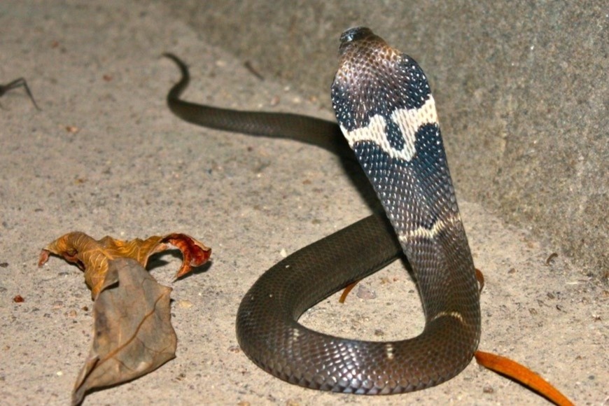 Tay khong bat ran, nguoi dan ong bi ho mang banh can nguy kich hinh anh