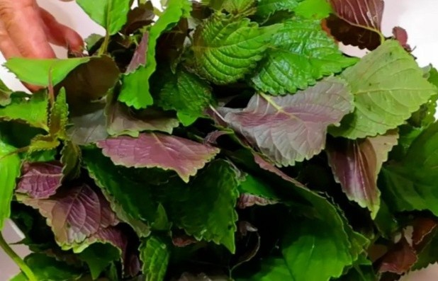 3 nhom nguoi khong nen an nhieu la tia to hinh anh