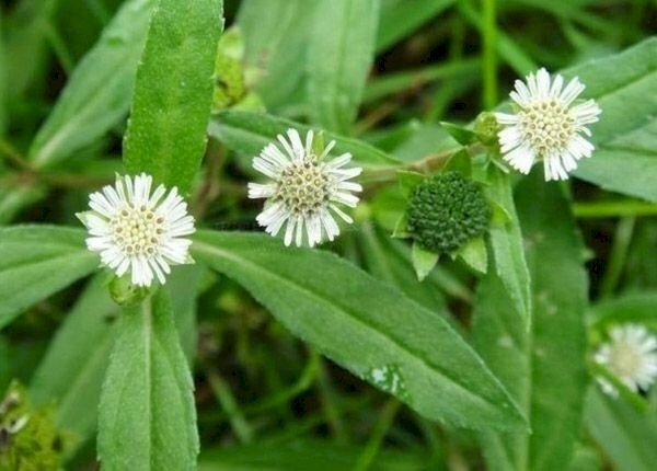 Viet Nam co 'cay thuoc quy', khong trong van moc um tum day vuon hinh anh