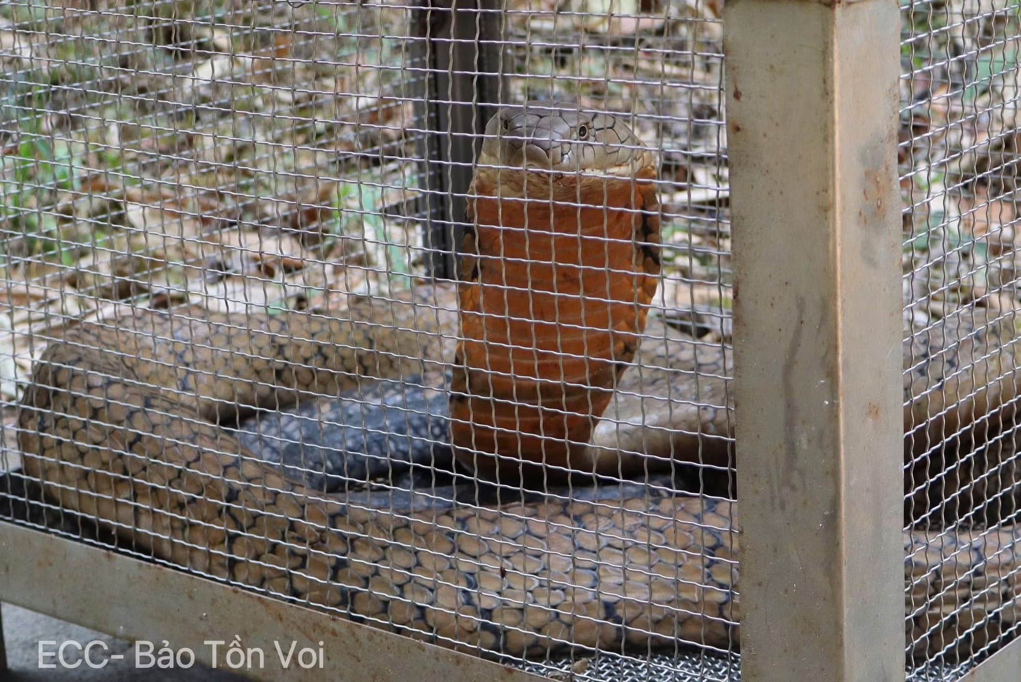 Ran dai 3 met lao vut vao benh vien, noc doc co the giet nguoi hinh anh