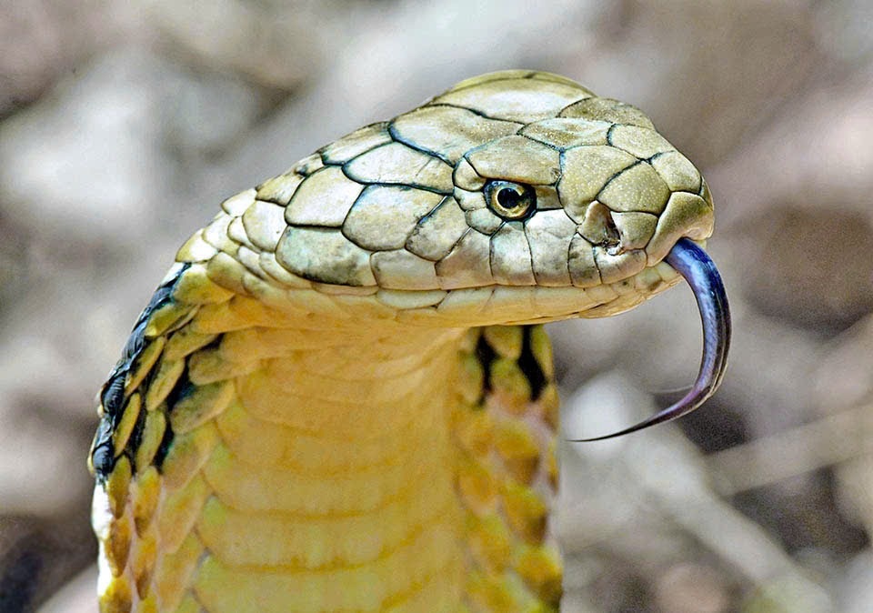 Dung 30 lo huyet thanh cuu chu trai ran bi ran can hinh anh