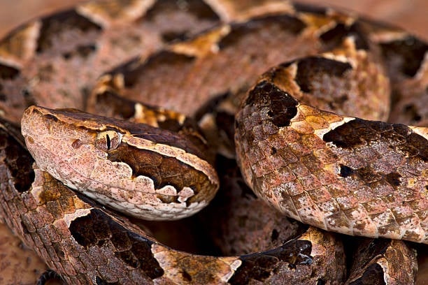 Vao mua sinh san, ran doc can lien tiep nhieu nguoi hinh anh