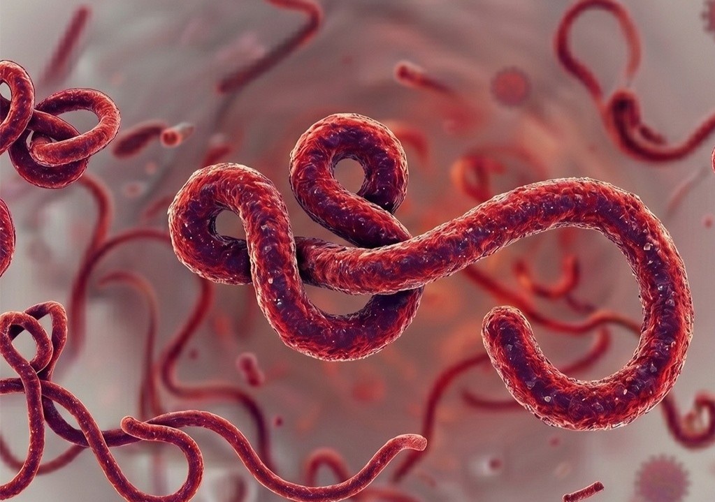 WHO canh bao dich Ebola bung phat, TP.HCM ra thong bao moi hinh anh