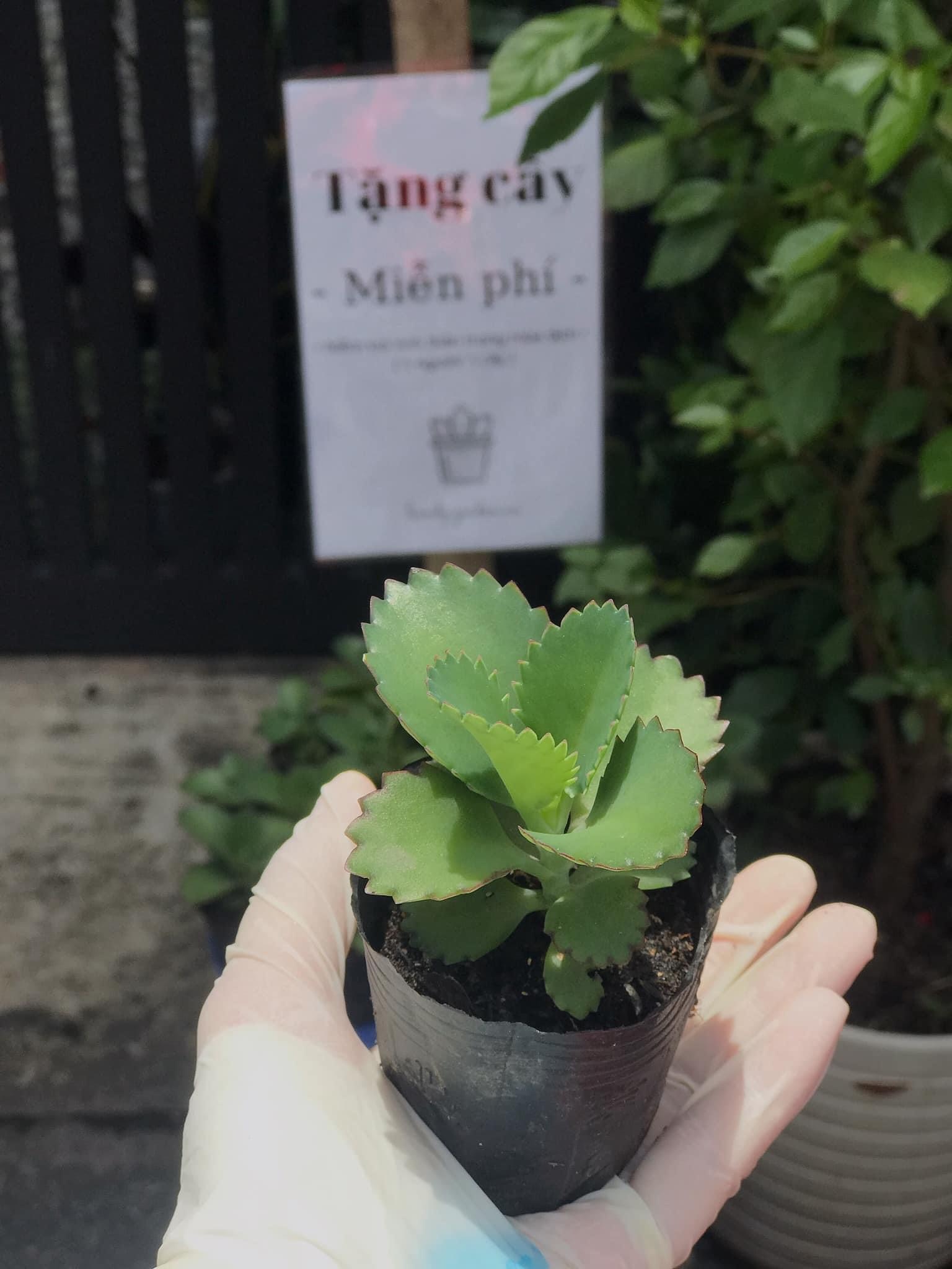 TNV duoc tang cay khi lam nhiem vu anh 2