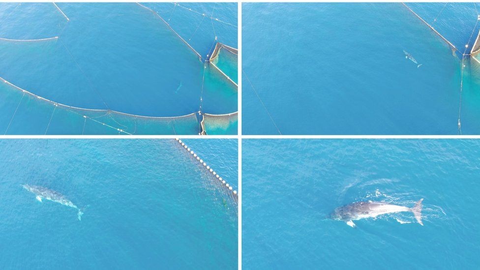 ca voi,  san bat,  Nhat Ban anh 4