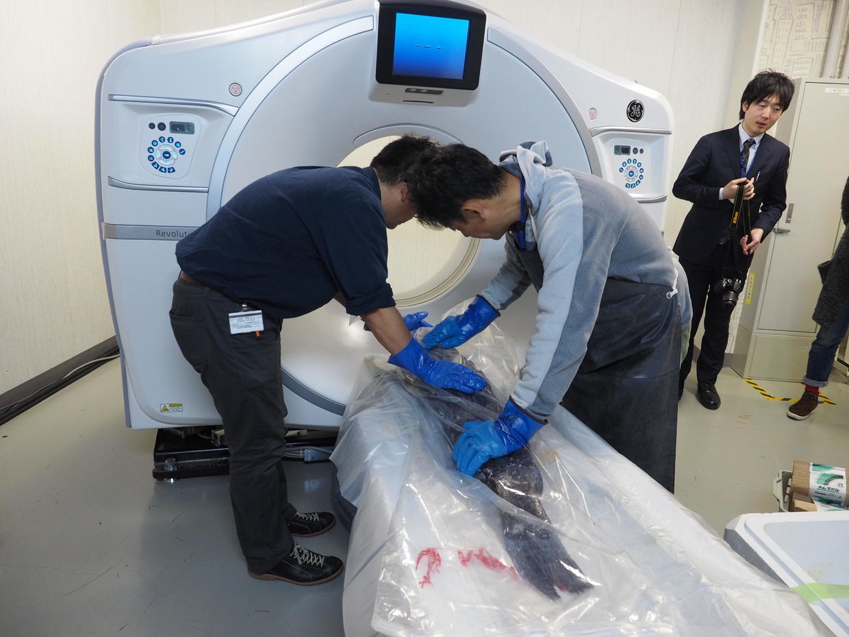 yokozuna,  phat hien moi,  Nhat Ban anh 2