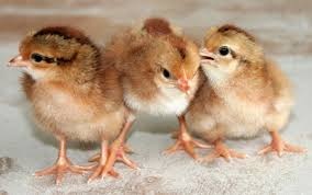 Doanh nghiep lo lang vi ga giong bi cam di may bay hinh anh