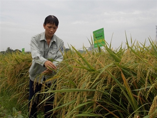 Nhung giong cay trong bac ty hinh anh