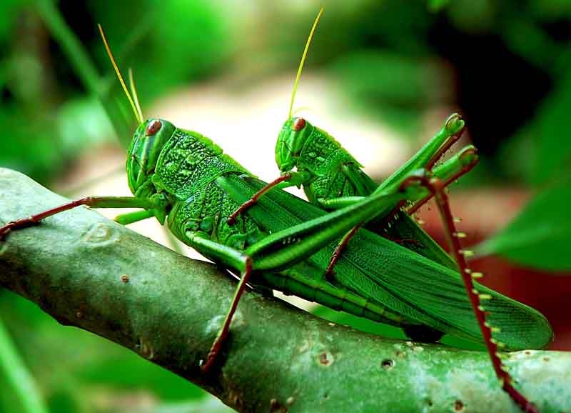 Thu bac trieu nho giun, chau chau hinh anh