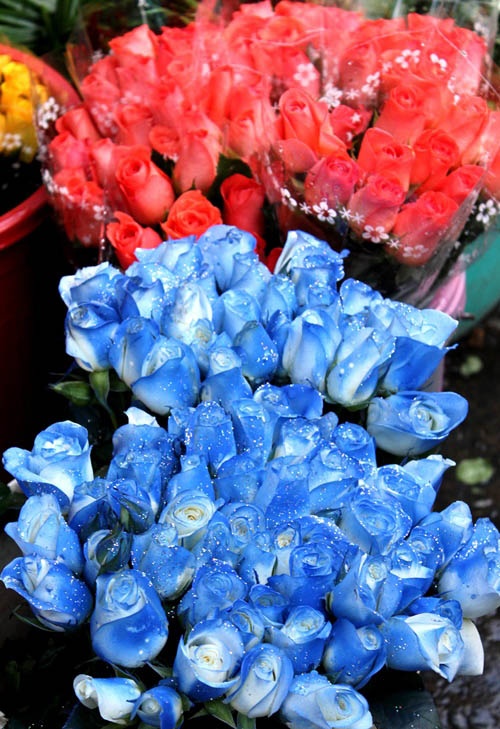 San hoa hong xanh duong lam qua ngay 20/10 hinh anh