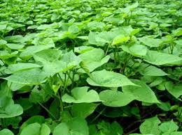 Khong ban la khoai lang cho thuong lai Trung Quoc hinh anh