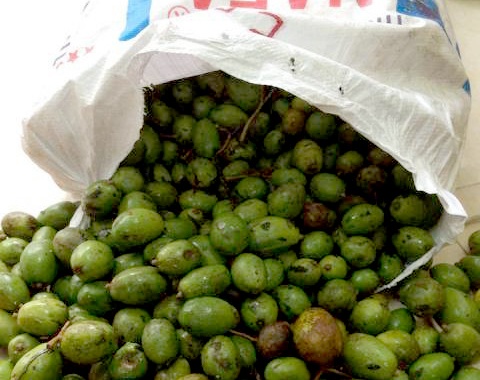 Ro mot kinh doanh coc bao tu mien Tay o Ha Noi hinh anh