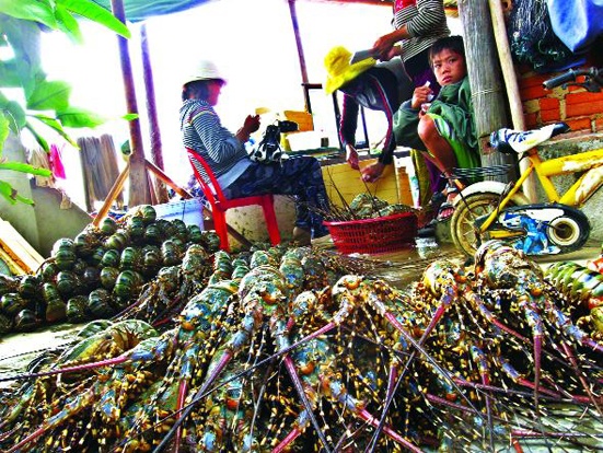 Mỗi năm, người nuôi tôm hùm dọc dải bờ biển Quảng Trị - Bình Thuận thu về hơn <abbr class=