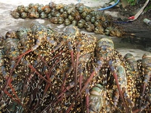 Tom hum mang ve 3.500 ty/nam cho nguoi dan mien Trung hinh anh