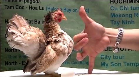 Tram trieu dong mot con ga vuong gia cao bang gang tay hinh anh