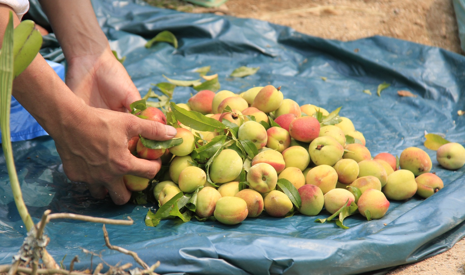 Dao dac san Dien Bien, Son La do dong ban o via he hinh anh