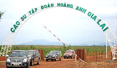 Nông nghiệp sẽ thành ngành đóng góp chính trong cơ cấu doanh thu của HAGL