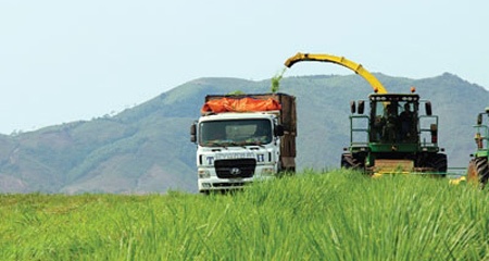 Dai gia Viet ru nhau di trong co nuoi bo hinh anh