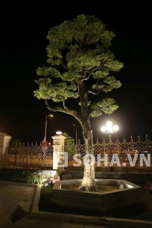 Cây Tùng, Cây Bách: 