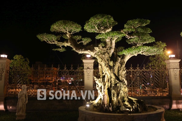 Và một số loại cây đắt giá khác. 