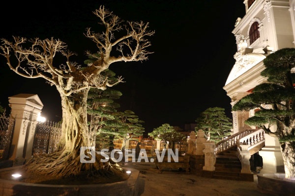 Cây Sung thế cũng là một trong bộ tam đa sinh vật cảnh, ứng với sự sung túc, đủ đầy, viên mãn.