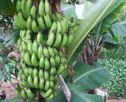 Sau ot, thuong lai Trung Quoc lai lua nguoi trong chuoi hinh anh