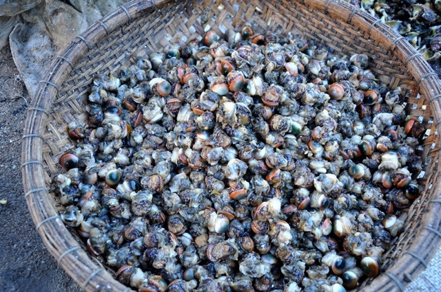 Ngu dan Ly Son vet oc cu, kiem nua trieu moi ngay hinh anh