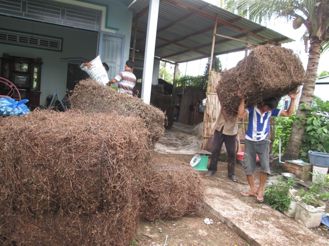 Suong sao mat gia hinh anh