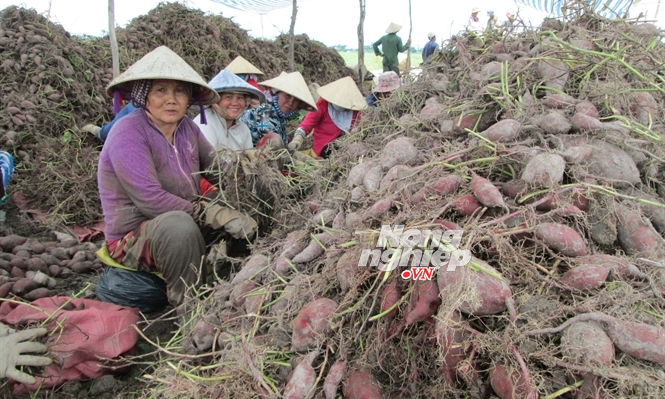Nguoi trong khoai lao dao hinh anh