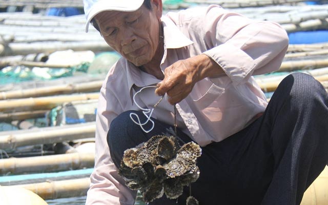 Nuoi hau o vung cang bien Sa Huynh, kiem tien trieu hinh anh