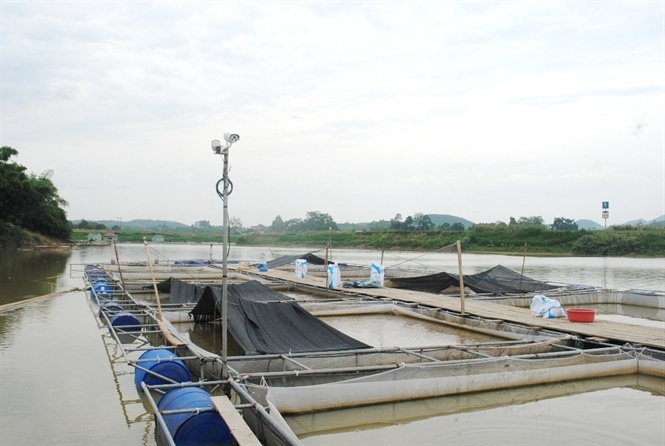 Camera được lắp đặt khắp nơi trên bè cá.