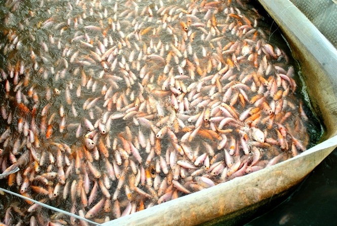 Nuoi ca cong nghe 3G tren song Bua hinh anh